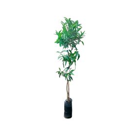 Árbol natural Mandarino Clementina 80x15 cm