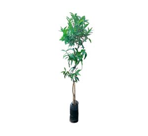 Árbol natural Mandarino Clementina 80x15 cm
