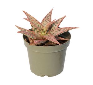 Planta natural Aloe pink blush VCG 16x13 cm