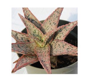 Planta natural Aloe pink blush VCG 16x13 cm