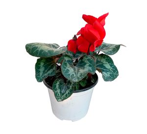 Planta natural Cyclamen rojo 20x15 cm