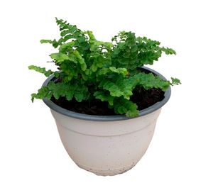 Planta natural Helecho Bolito Nephrolesi 15x15 cm