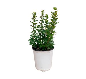 Planta natural Rhus Crenata 25x15 cm
