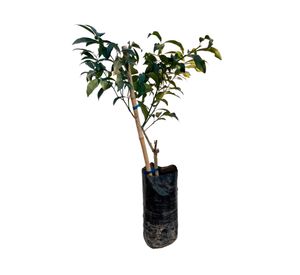 Planta natural Kumquat sin frutos 50 cm