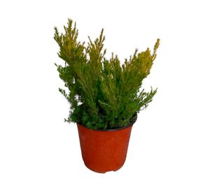 Planta natural Diosma 15x20 cm