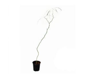 Planta natural Parkinsonia VCH 180x33x19 cm