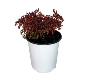 Planta natural Gaura rosada 10x15 cm