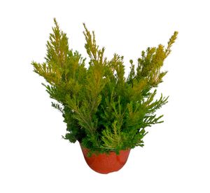 Planta natural Diosma 15x20 cm
