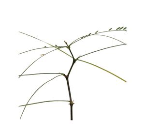 Planta natural Parkinsonia VCH 180x33x19 cm