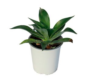 Planta natural Agave blue flame VCH 29x27x19 cm