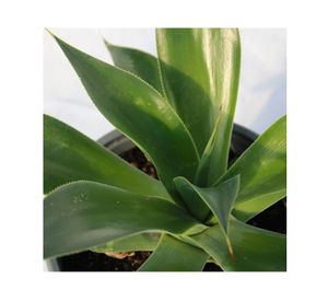 Planta natural Agave blue flame VCH 29x27x19 cm