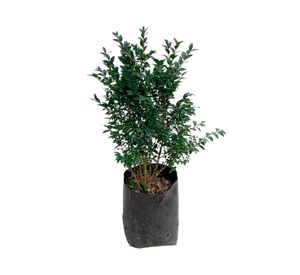 Planta natural Boj 20x10 cm