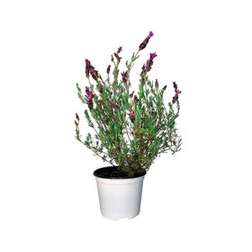 Planta natural Lavanda Stoecha 15x10 cm