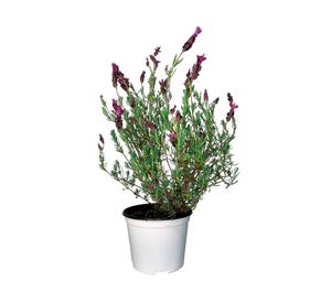 Planta natural Lavanda Stoecha 15x10 cm
