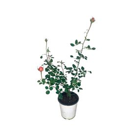 Planta natural Rosa Belle Romántica 50x30 cm