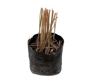 Planta natural Miscanthus 50x20 cm