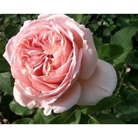 Planta natural Rosa Belle Romántica 50x30 cm