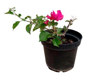 Planta natural Bugambilia arbustiva rosada 20x20 cm