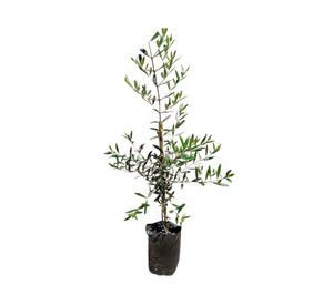 Árbol Olivo Arbequina 150x30 cm