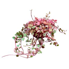 Planta natural suculenta Dolar Chaucha 10x20 cm