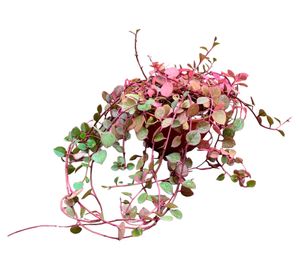 Planta natural suculenta Dolar Chaucha 10x20 cm