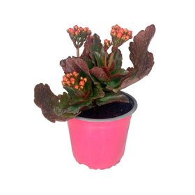 Planta natural Kalanchoe rosado 15x10 cm
