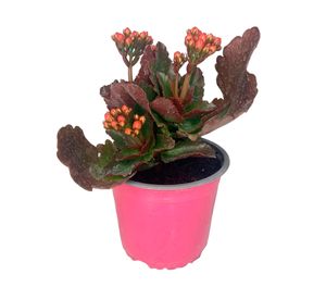 Planta natural Kalanchoe rosado 15x10 cm