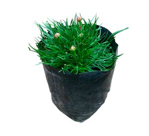 Planta natural Armería Marítima 10x10 cm