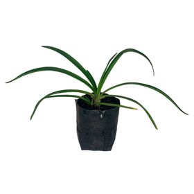 Planta natural Agapanto africano 20x20 cm