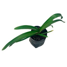 Planta natural Agapanto africano 20x20 cm