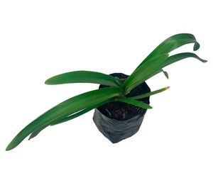 Planta natural Agapanto africano 20x20 cm