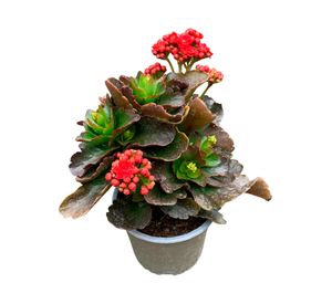 Planta natural suculenta Kalanchoe rojo 15x10 cm