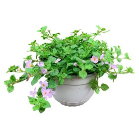 Planta natural Bacopa lila 15x20 cm