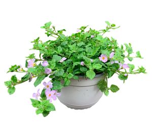 Planta natural Bacopa lila 15x20 cm