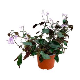 Planta natural Mona lavanda 25x25 cm