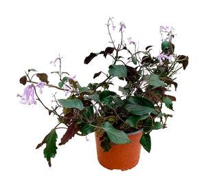 Planta natural Mona lavanda 25x25 cm