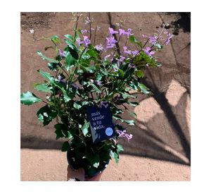 Planta natural Mona lavanda 25x25 cm