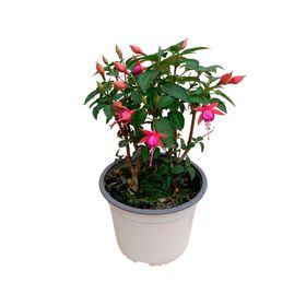 Planta natural Fucsia 20x15 cm