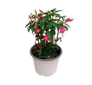 Planta natural Fucsia 20x15 cm