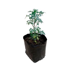 Planta natural Ruda 10x5 cm