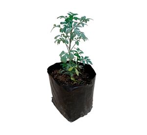 Planta natural Ruda 10x5 cm