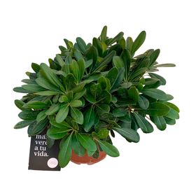Planta natural Pitosporo Tobira Enano 15x20 cm