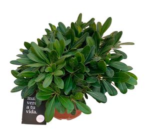 Planta natural Pitosporo Tobira Enano 15x20 cm