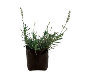 Planta natural Lavanda inglesa enana blanca 10x10 cm