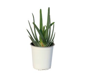 Planta natural Aloe plicatilis VCH 150x19 cm
