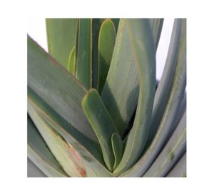Planta natural Aloe plicatilis VCH 150x19 cm