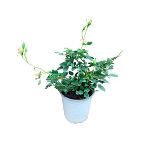 Planta natural Rosa floribunda Iceberg 40x20 cm