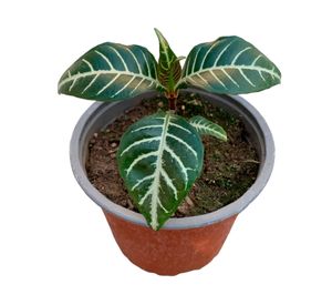 Planta natural Afelandra 10x10 cm