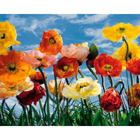 Papel fotomural Poppy 8257 Komar