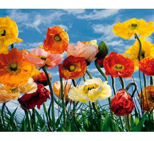 Papel fotomural Poppy 8257 Komar